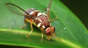 How to deal with fruit fly