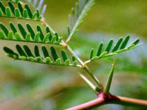 Tackling mesquite and cactus
