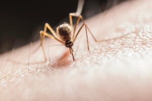 Deadly mosquito diseases detected in Australia