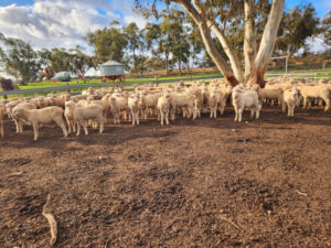 Call for extension of eID discounts