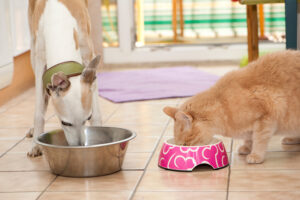 Keep your pets cool and safe this summer