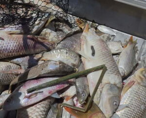 Heat kills 100s of fish
