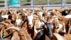 More committed to eID rollout