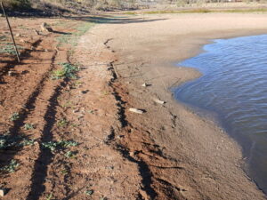 More water needed for turtles