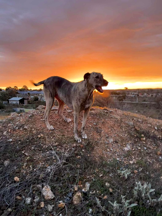 Parvo warning for dog owners