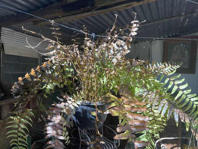 Flora cut down by scorching heat