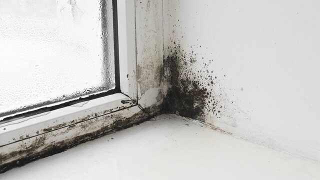Attack of the black mould