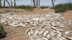 Flows cut at Menindee as authorities eye fish deaths